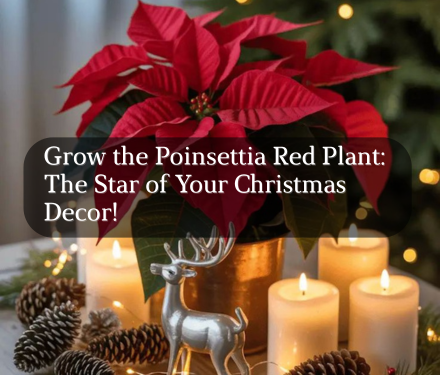 Grow the Poinsettia Red Plant: The Star of Your Christmas Decor!