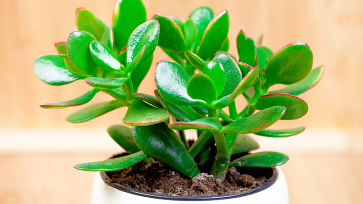 How to Care for the Jade Plant: Tips, Benefits and More