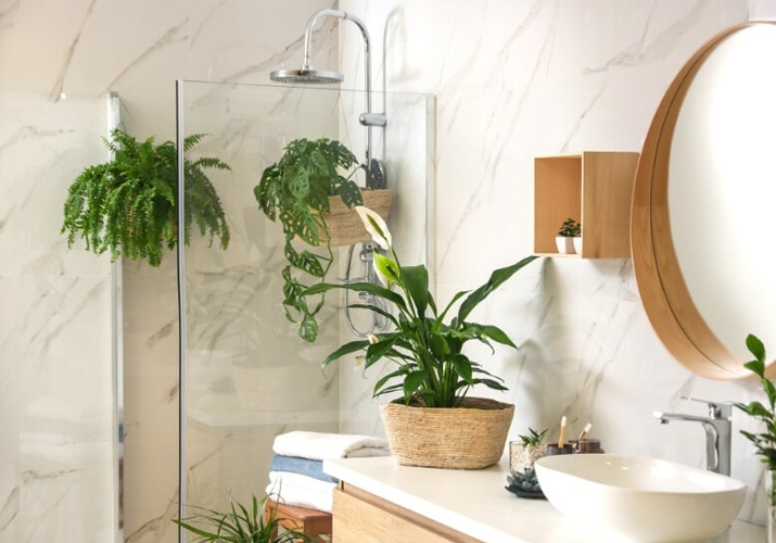 Five plants for wash room
