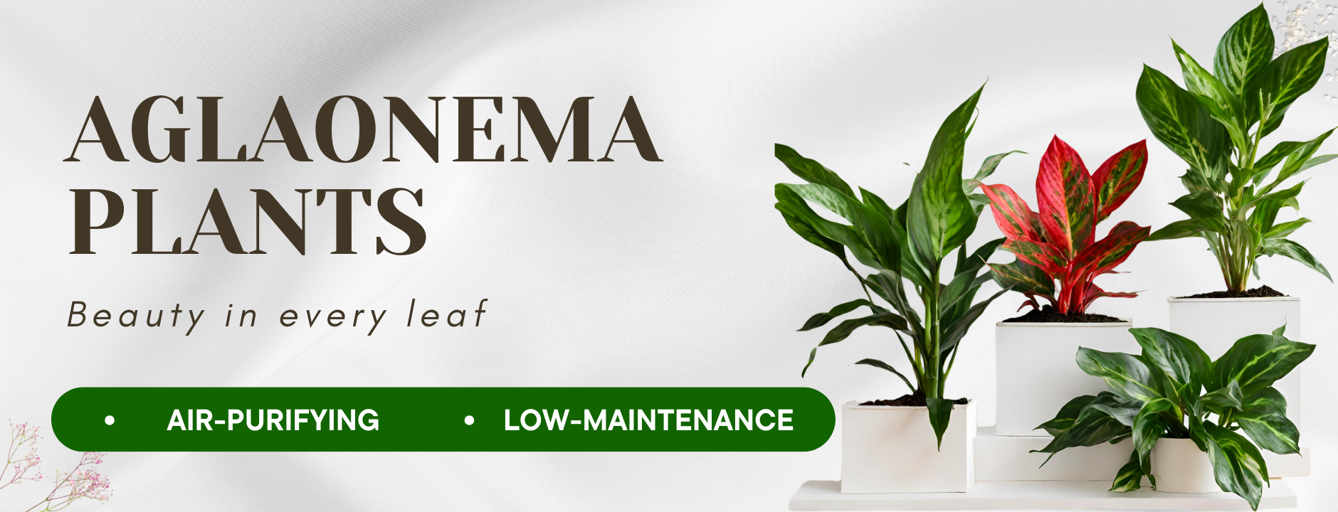 Aglaonema Plants