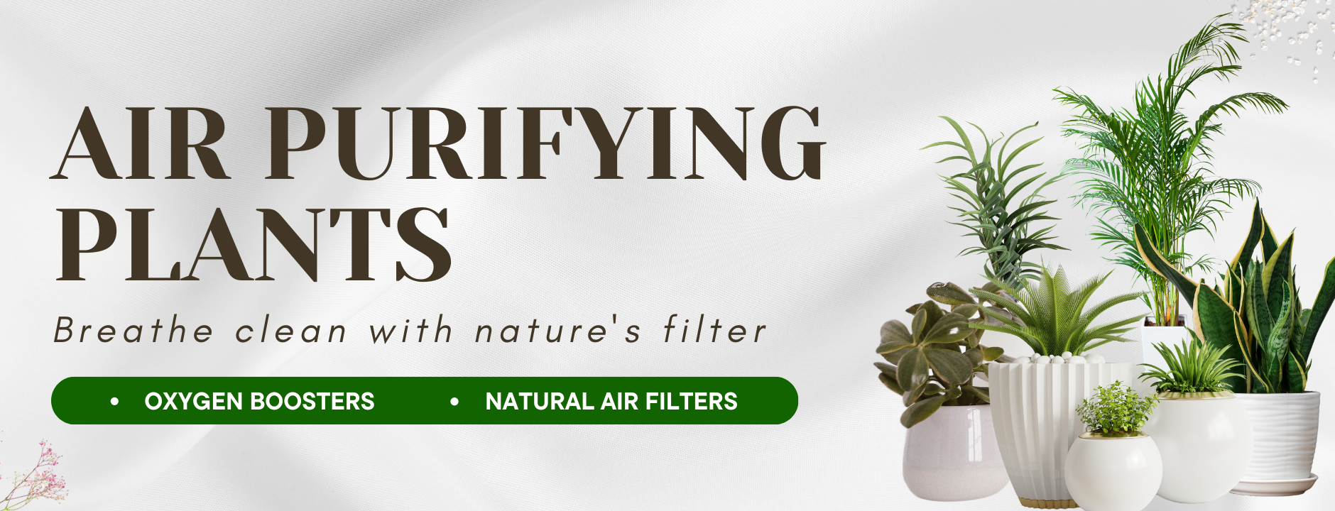 Air Purifying Plants
