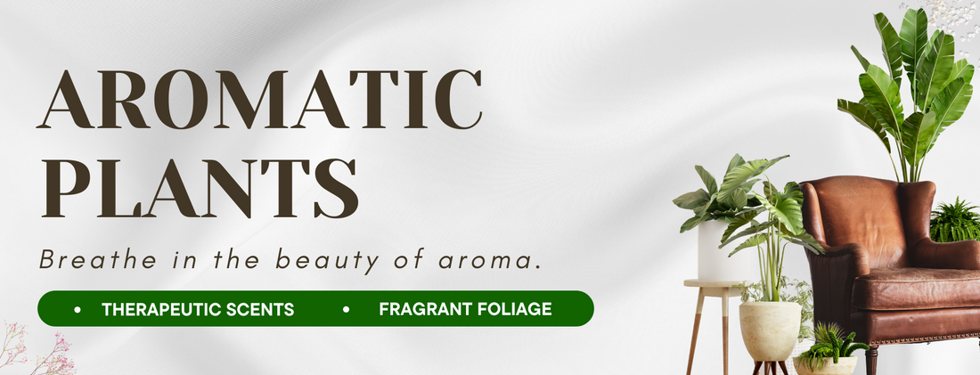 Aromatic Plants Collection By Gardengram