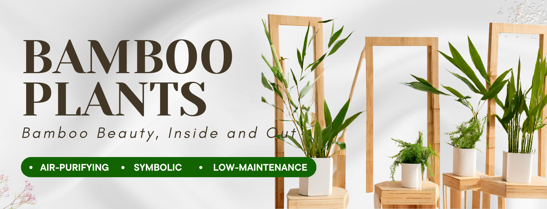Bamboo Plants