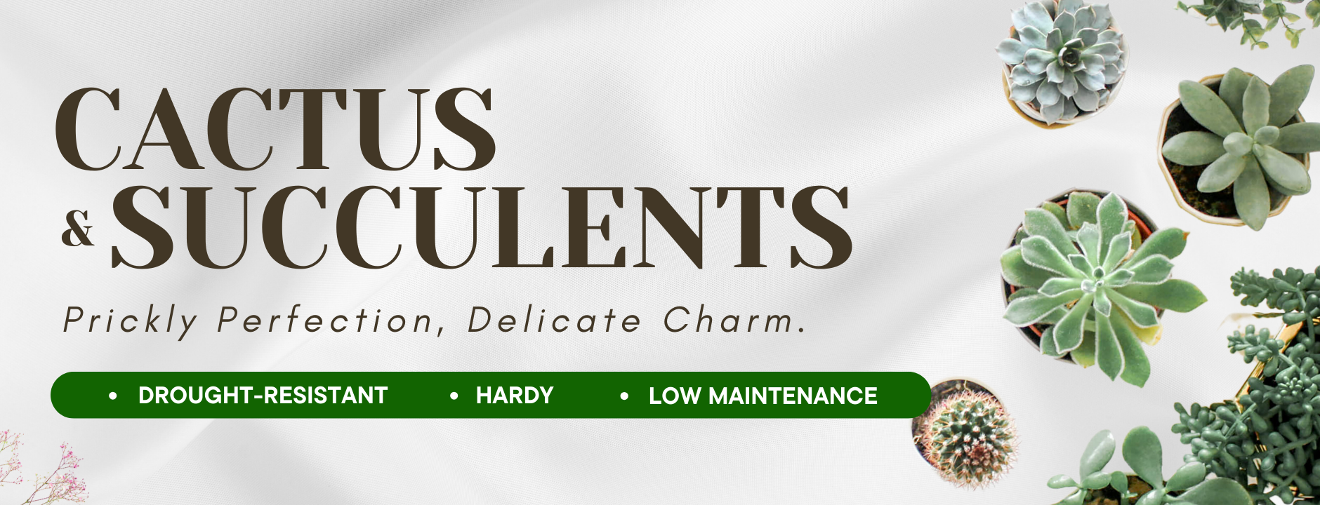 Cactus and Succulents