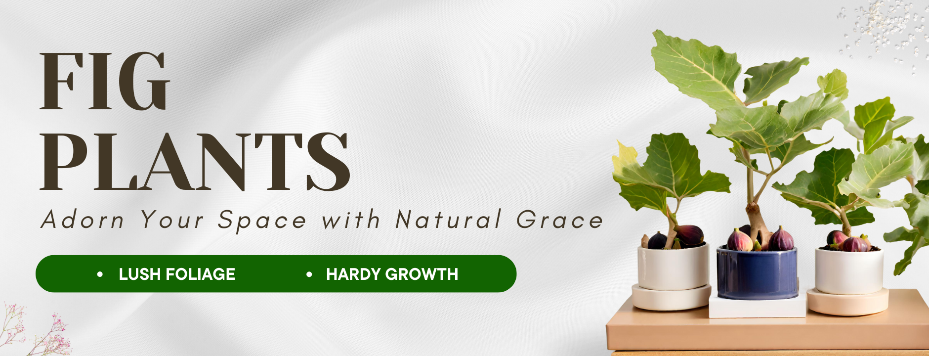 Fiddle Leaf Fig Plants