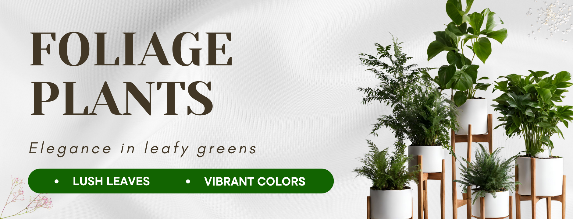 Foliage Plants