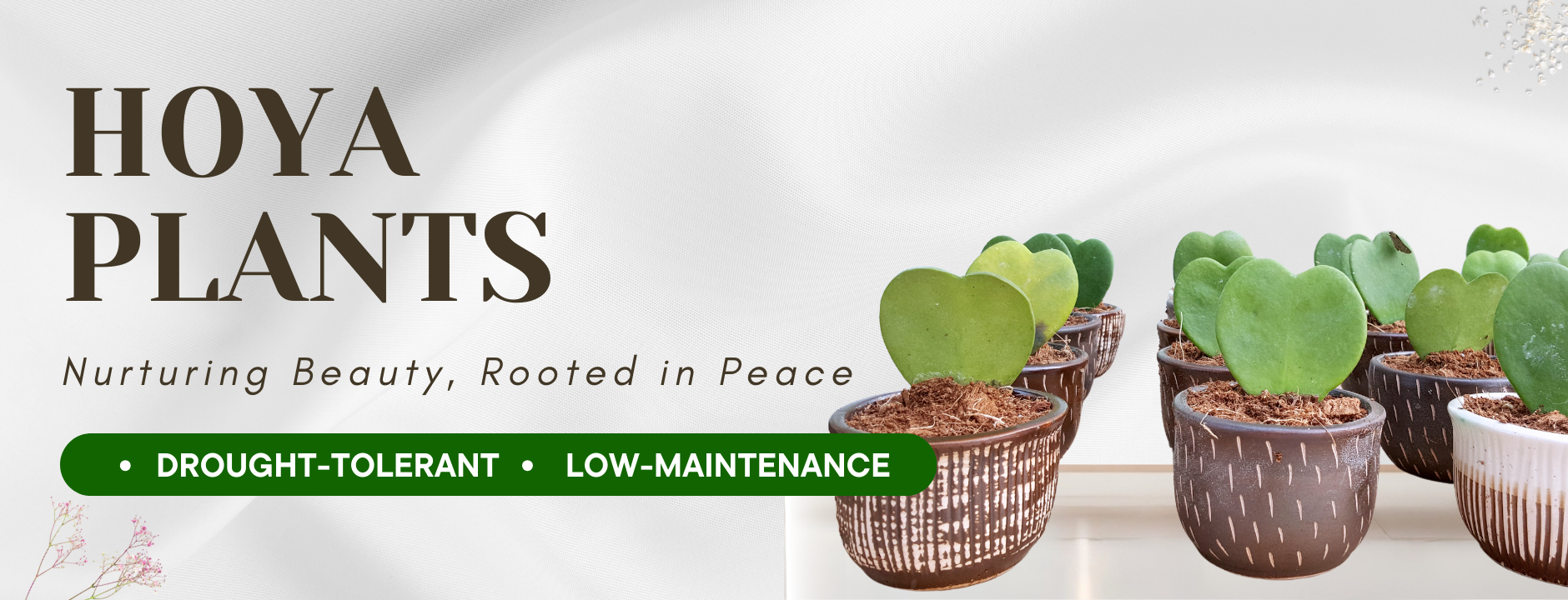 Hoya Plants