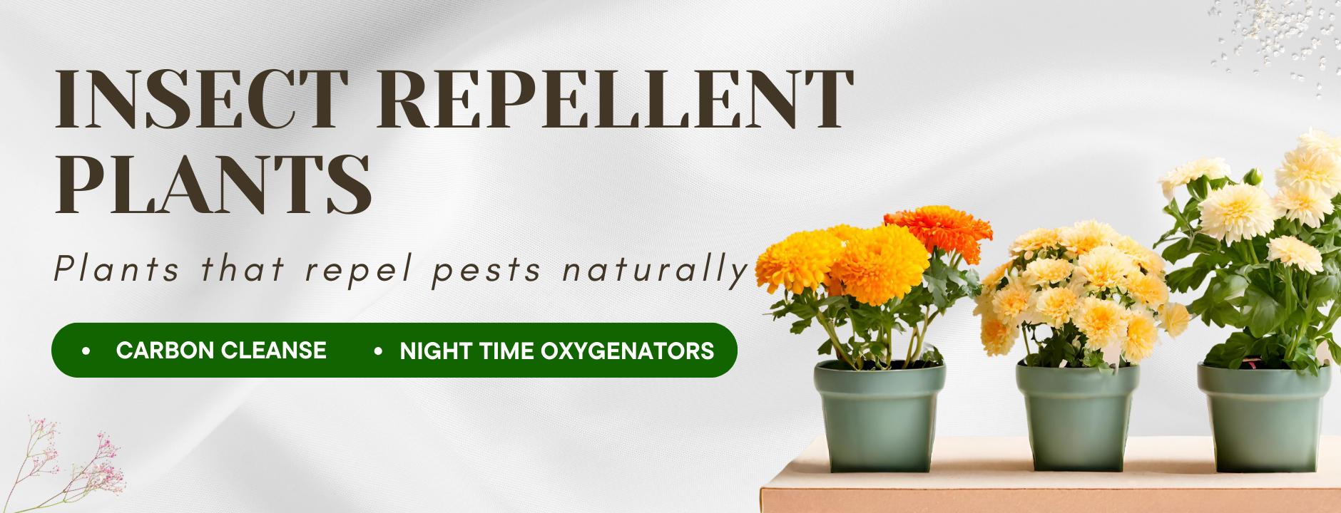 Insect Repellent Plants