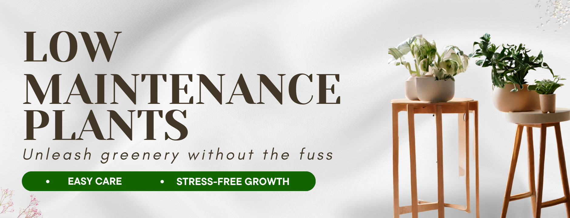 Low Maintenance Plants