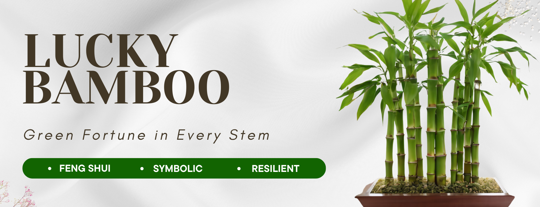 Plants Lucky Bamboos