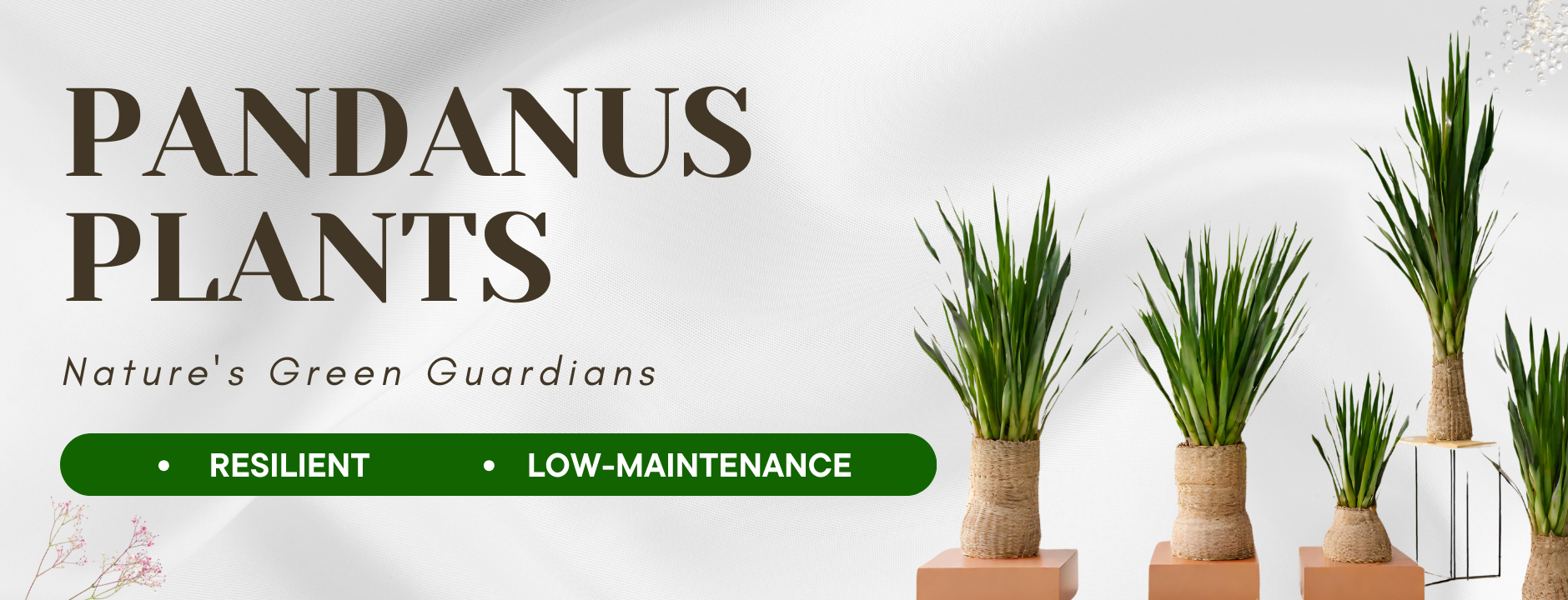 Pandanus Plants