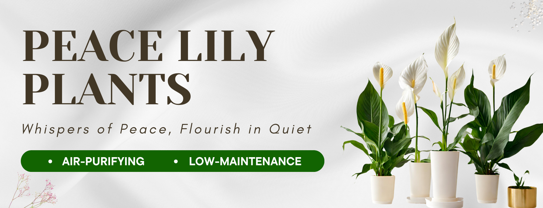 Peace Lily Plants