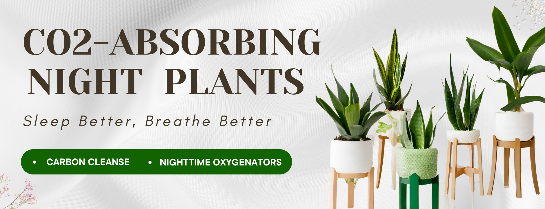 Plants Absorb CO2 at Night