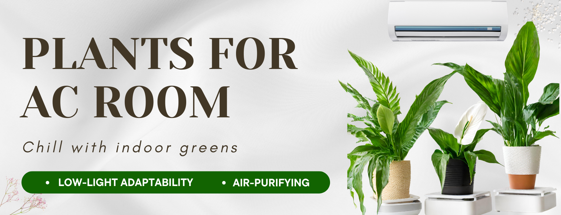 Plants for AC Rooms