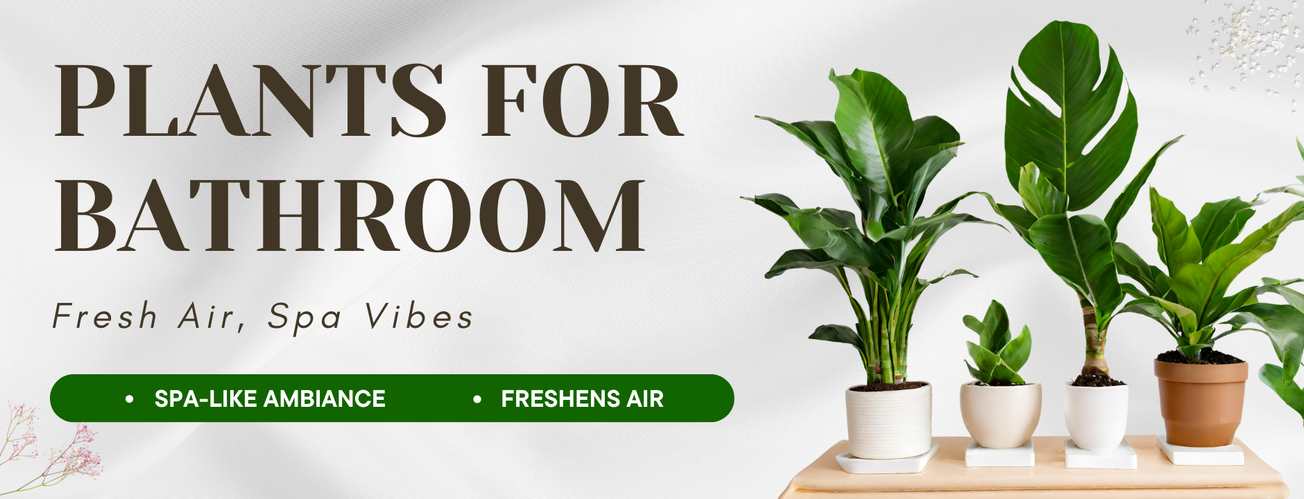 Plants for Bathroom