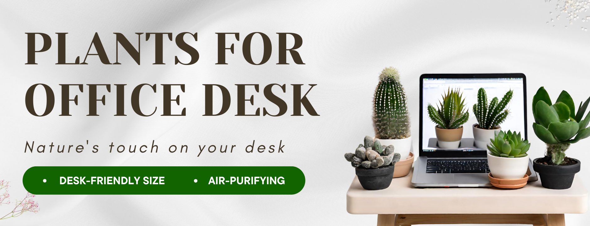 Plants for Office Desk