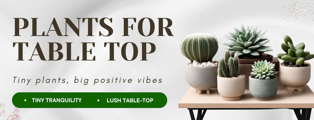 Plants for Table Top Collection By Gardengram