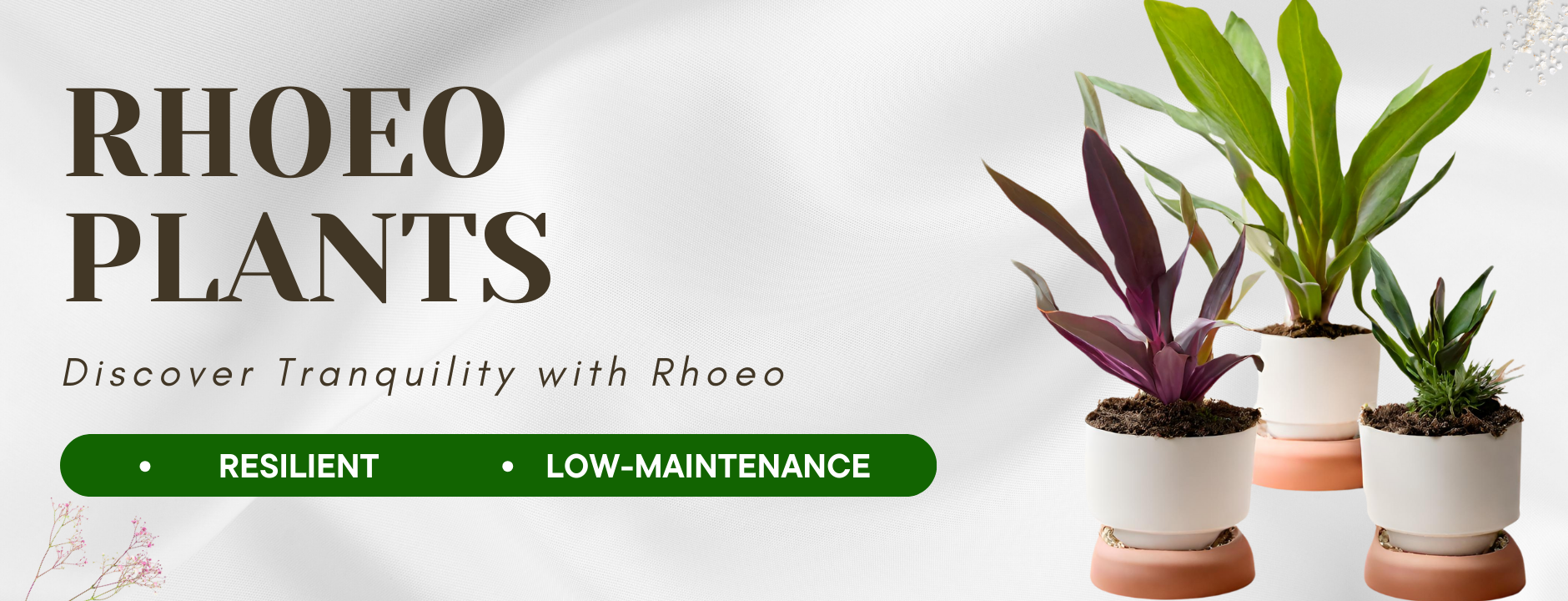 Rhoeo Plants