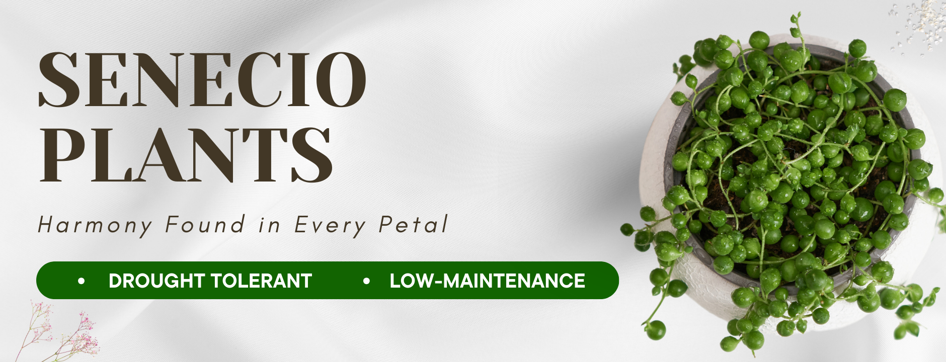 Senecio Plants
