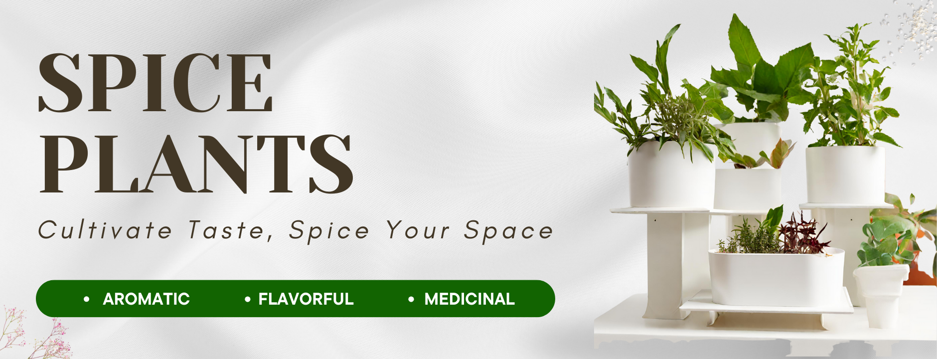 Spice Plants