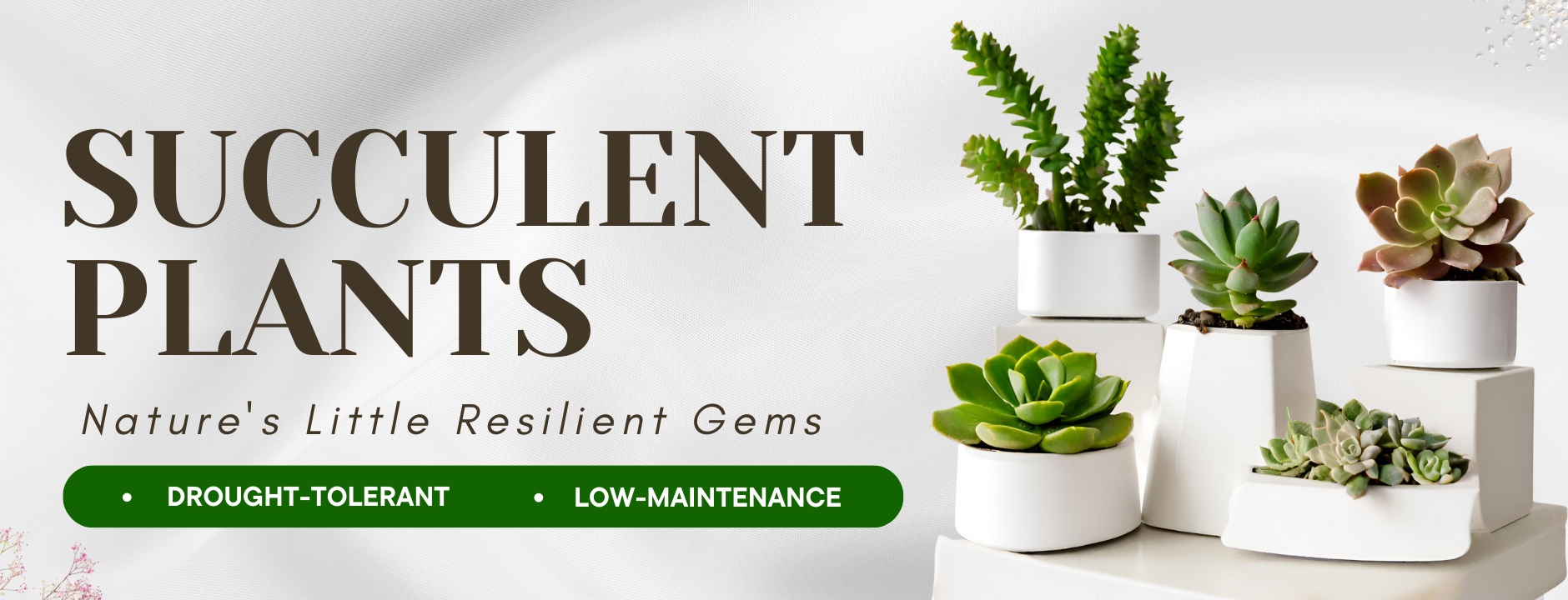 Succulent Plants