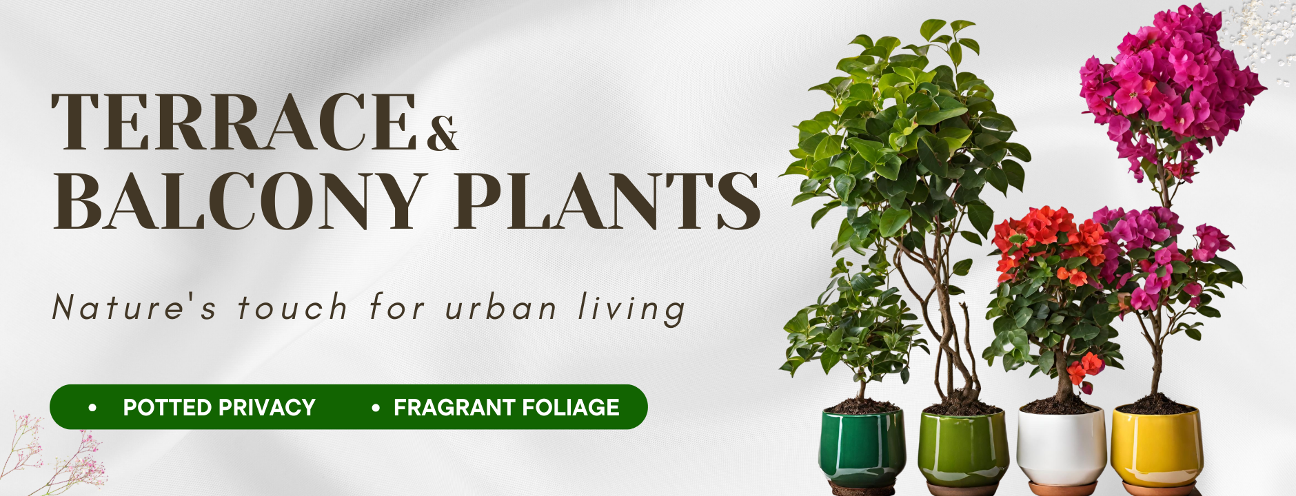 Plants for Terrace and Balcony