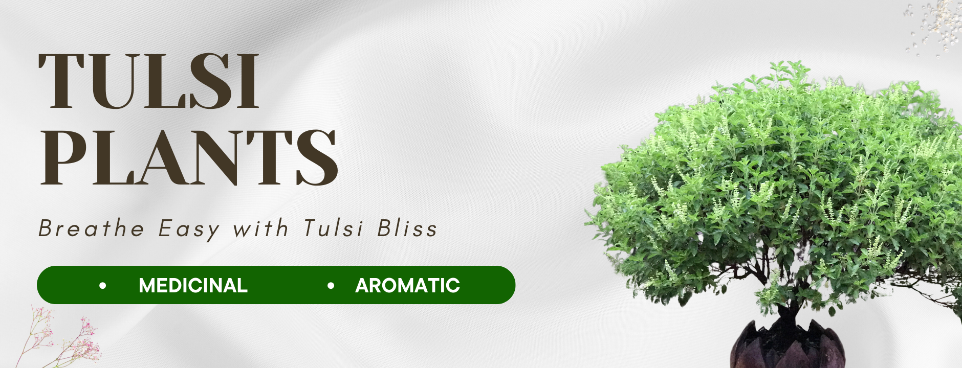 Tulsi Plants