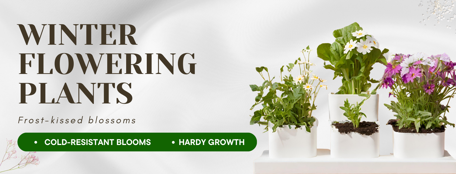 Winter Flowering Plants