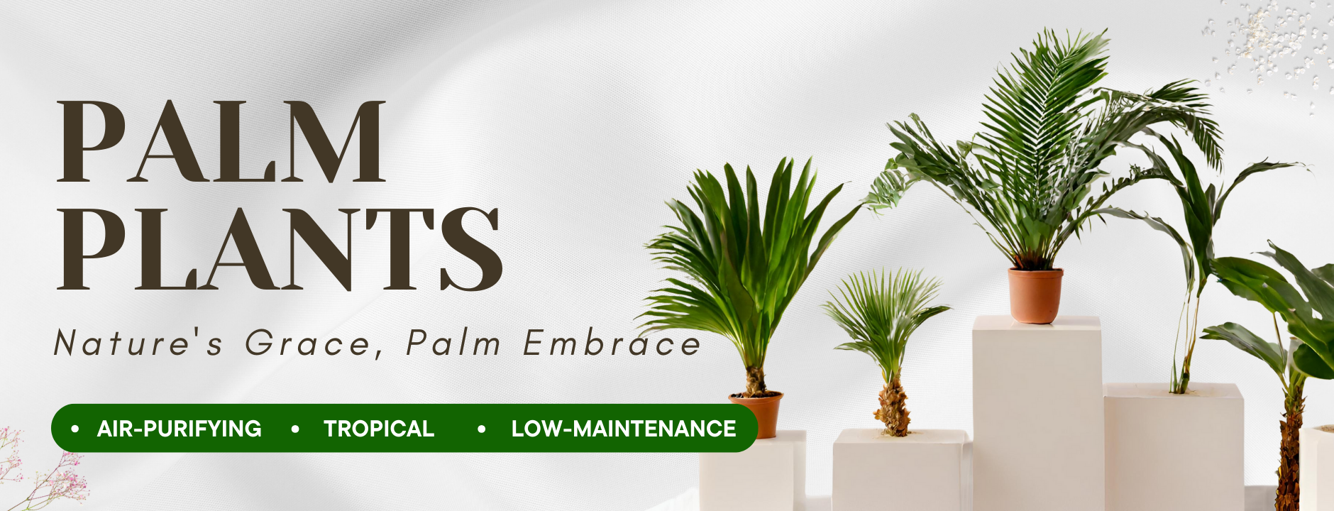 Palm Plants