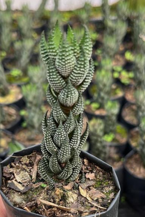 Haworthia Coarctata small plant
