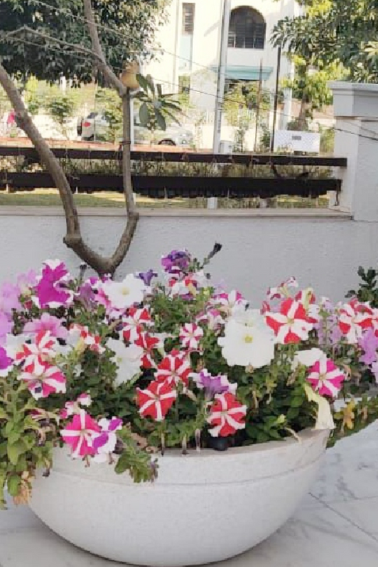 Big fountain-style Jasper plastic planter
