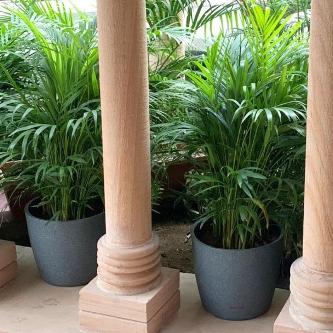 Plastic Pentas pot for indoor/outdoor use

