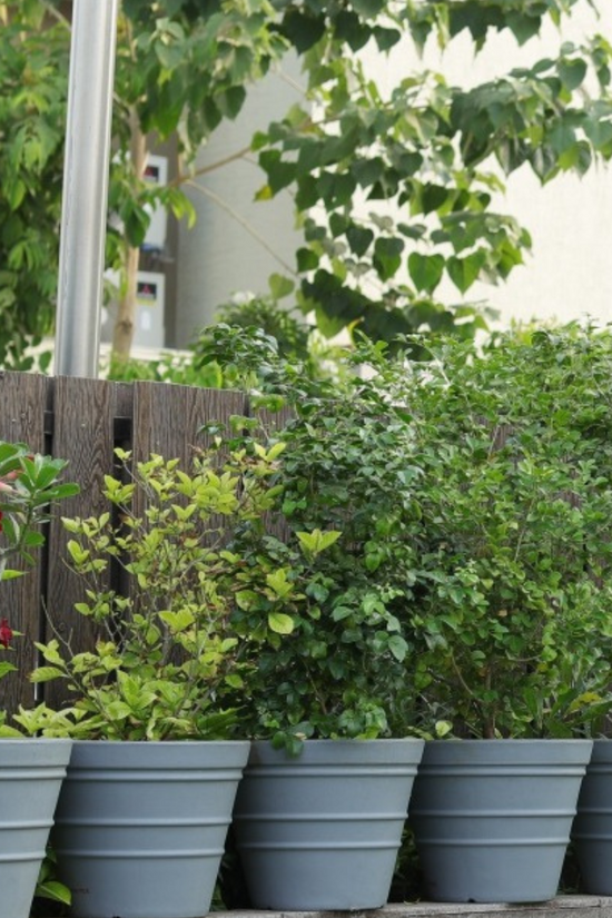 Floral design plastic flower pot
