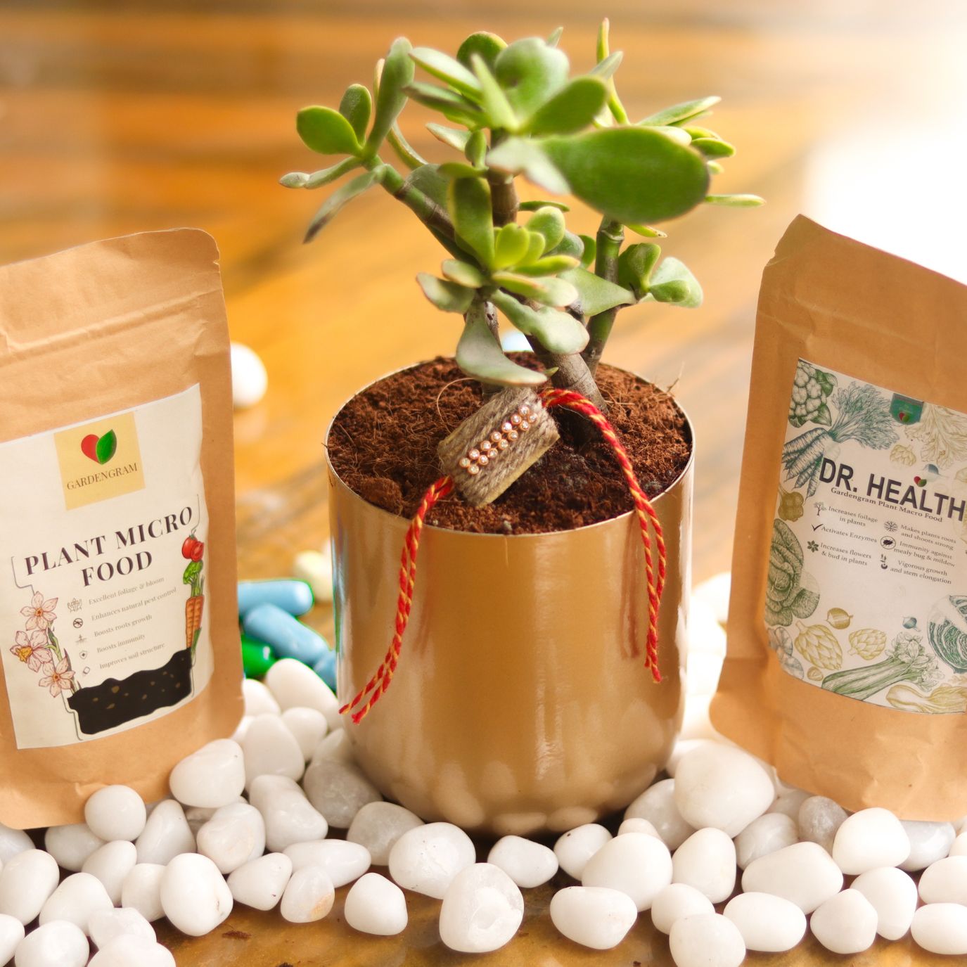 Golden planter + lucky plant gift box
