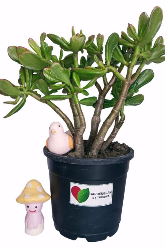 Feng Shui Crassula Ovata gift plant
