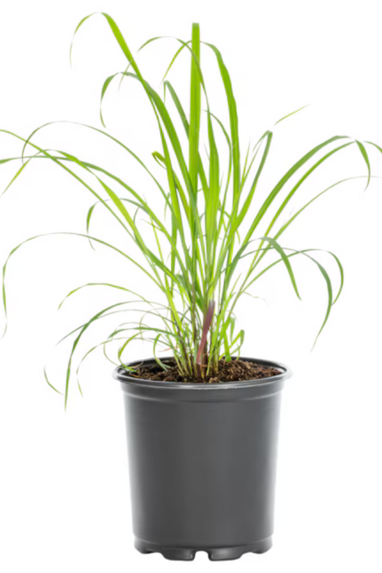 Healthy lemongrass plant with tall green stalks