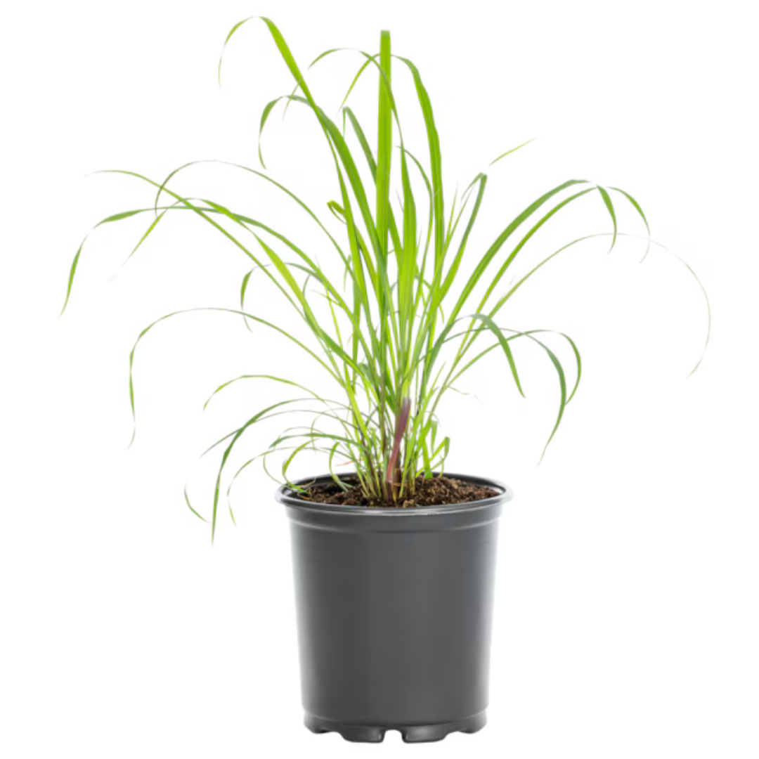 Healthy lemongrass plant with tall green stalks
