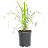 Healthy lemongrass plant with tall green stalks