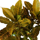 Close-up of a plant with green and yellow leaves on a white background