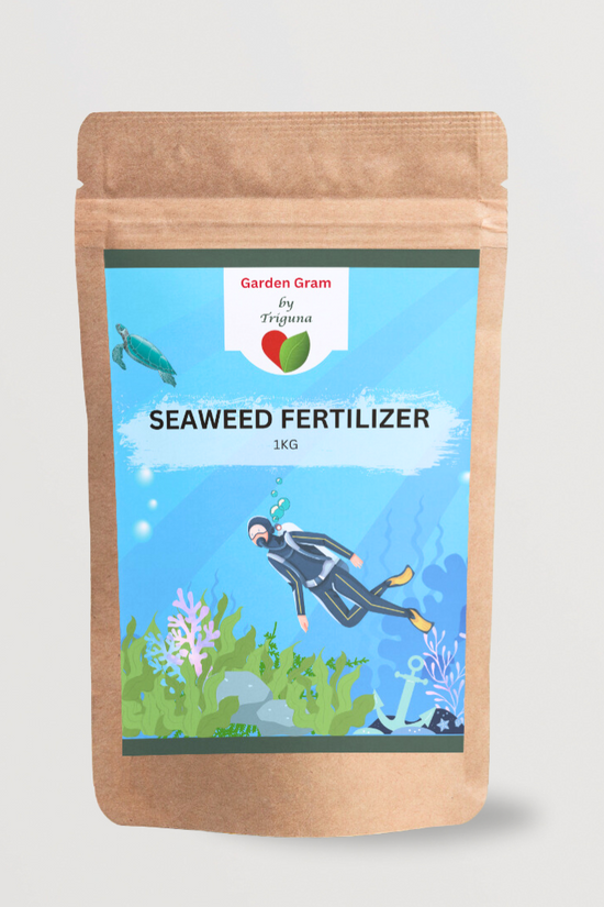 Liquid/solid seaweed plant nutrient
