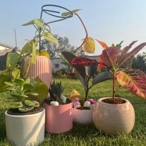 Set of Five Indoor Plants combo | Feng Shui Lucky Plants | Low Maintenace Plants Gift set - Gardengram