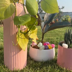 Set of 3 home decor planters and plants | Premium Gift Combo | Indoor Gardening Set