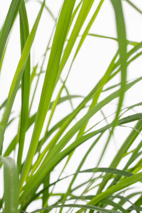 Close-up view of green lemongrass leaf blades