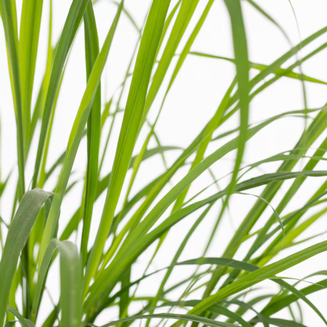 Close-up view of green lemongrass leaf blades