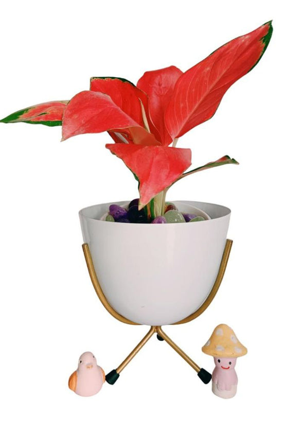 Lucky plant gift combo for dads
