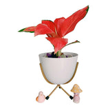 Lucky Plant Combo | Red Aglaonema Plant | White Pot with Golden Stand