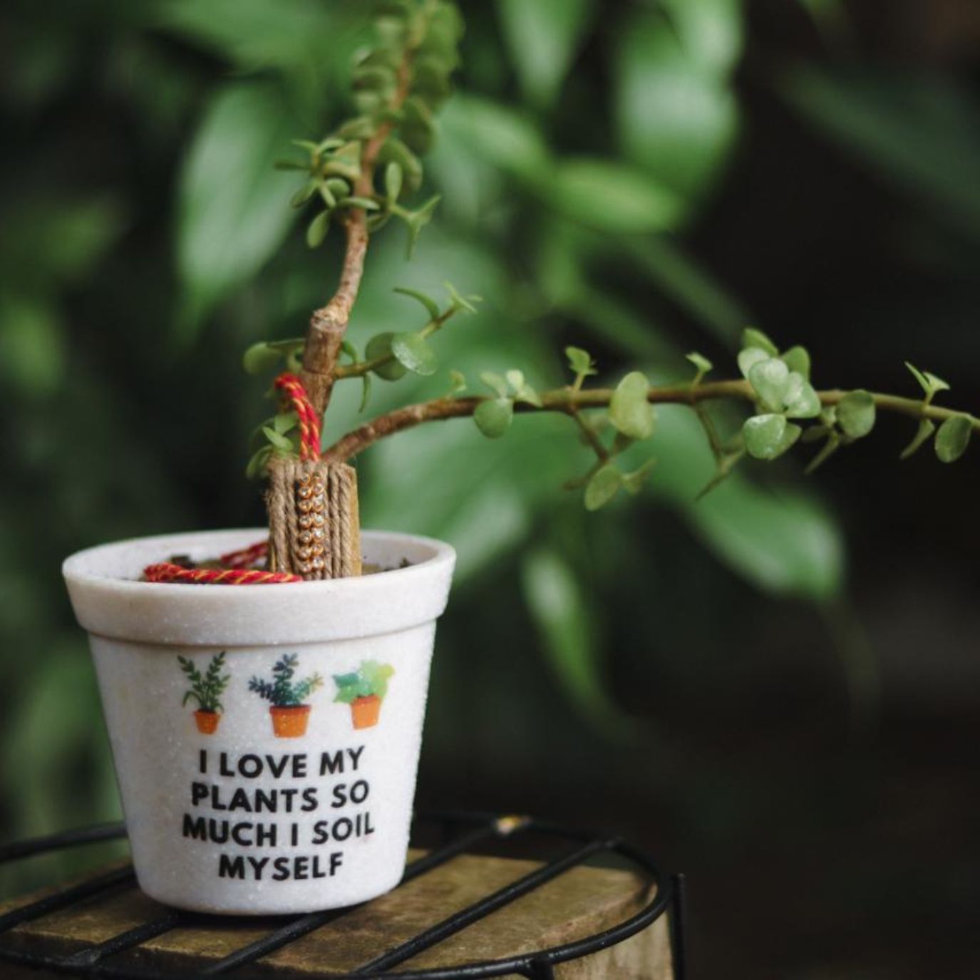 Jade plant in quirky Rakhi-themed pot

