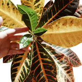 Hand holding a leaf of a plant with variegated leaves
