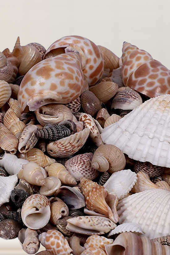 Mix of sea shells and pebbles
