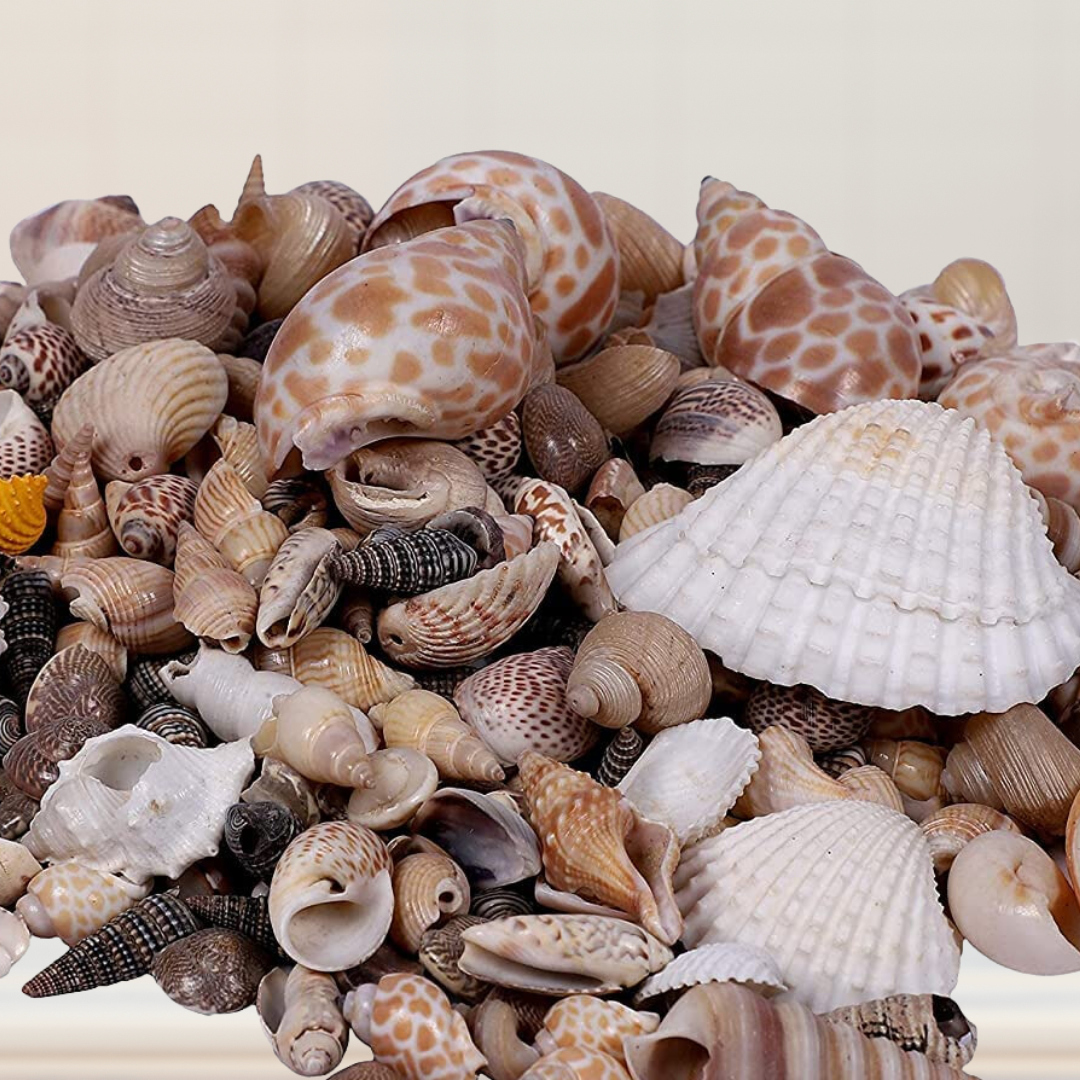 Mix of sea shells and pebbles
